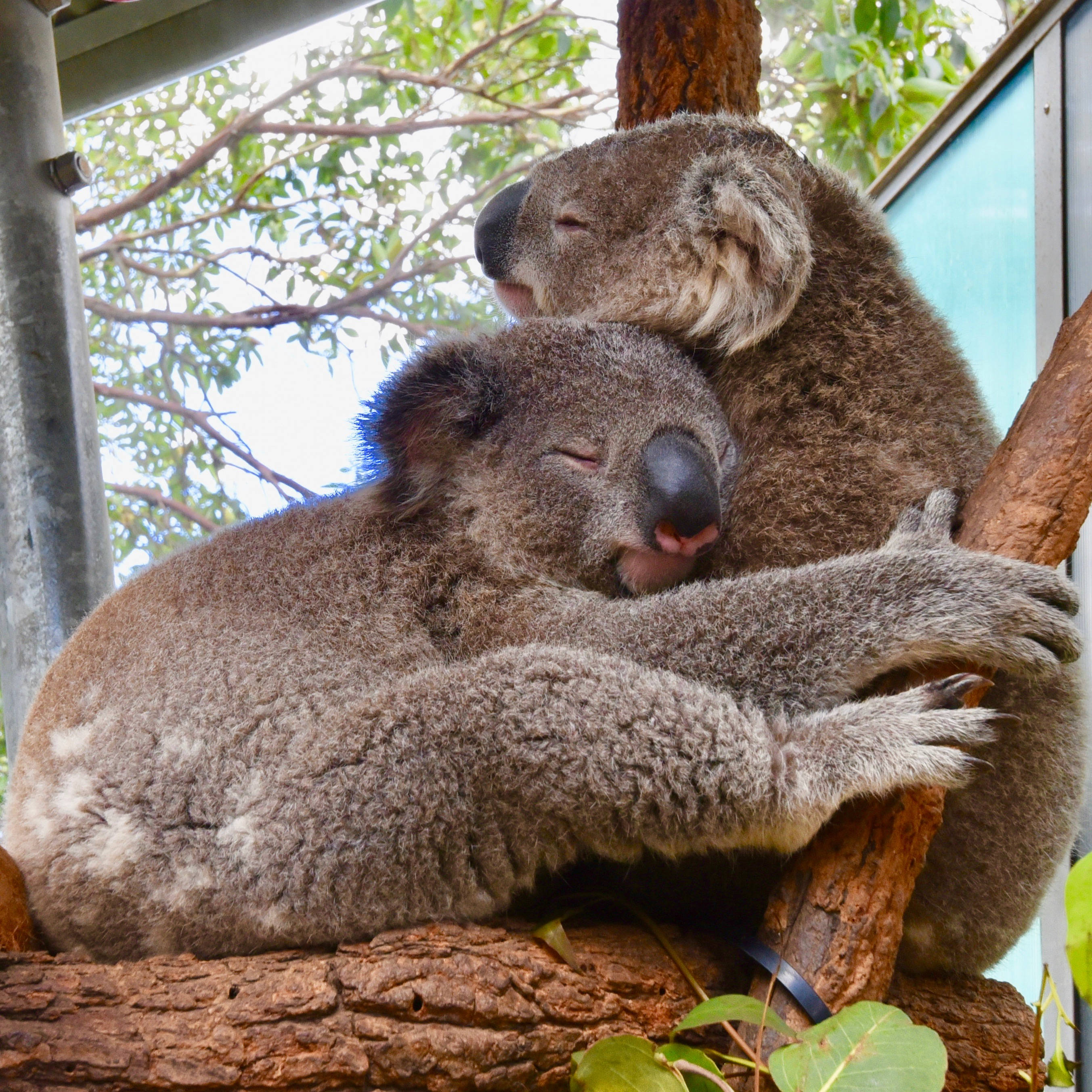bear hug 桌布 壁紙 — 兩隻毛茸茸的無尾熊在斑駁的陽光下，被綠葉環繞，在樹枝上平靜地依偎在一起。