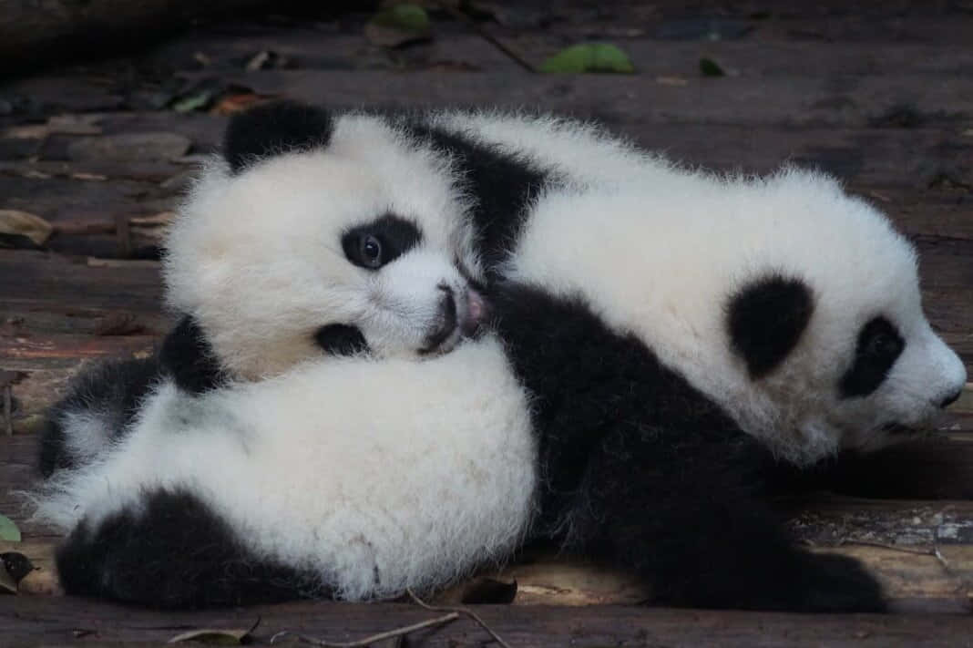 動物 桌布 壁紙 — 兩隻毛茸茸的熊貓寶寶在木甲板上依偎，周圍是落葉。