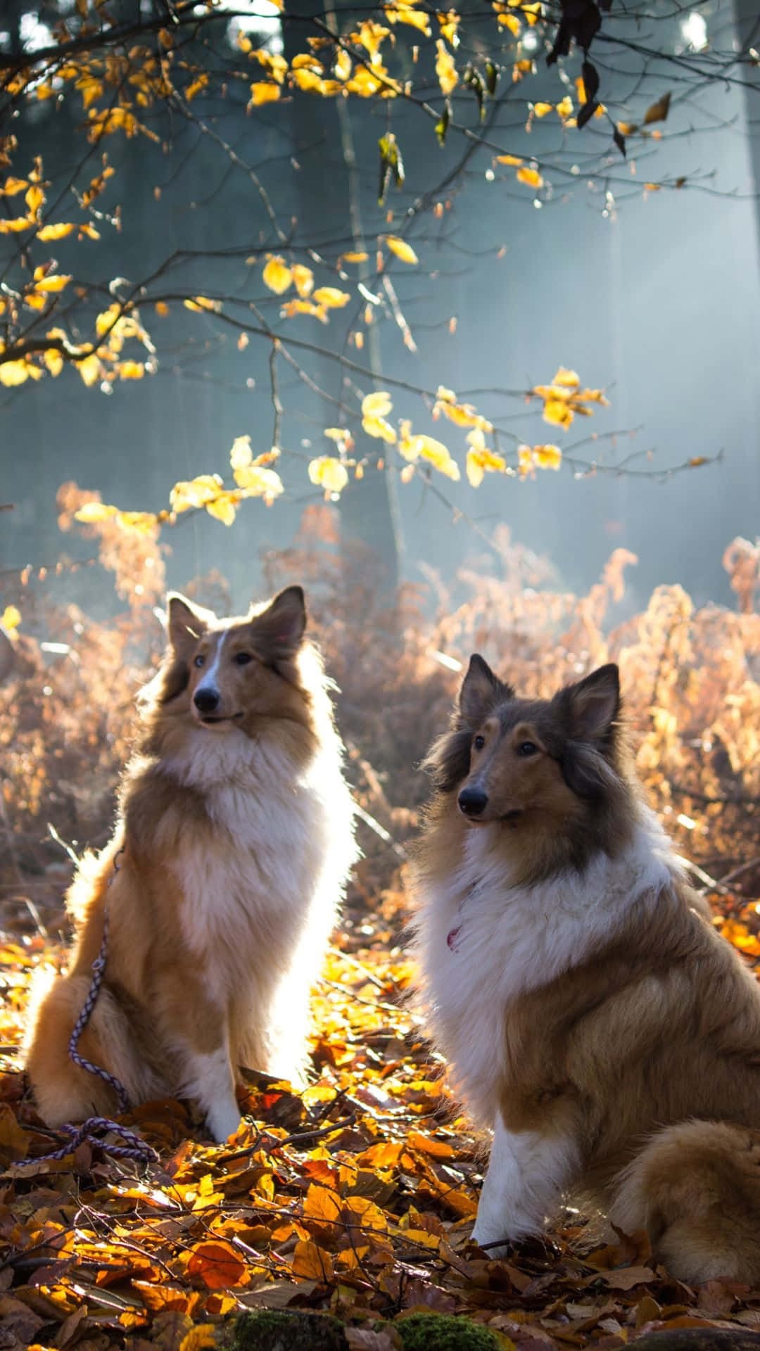 Dogs 桌布 壁紙 — 兩隻毛茸茸的牧羊犬坐在金色秋葉之中，陽光穿過迷霧森林的樹枝照射下來。