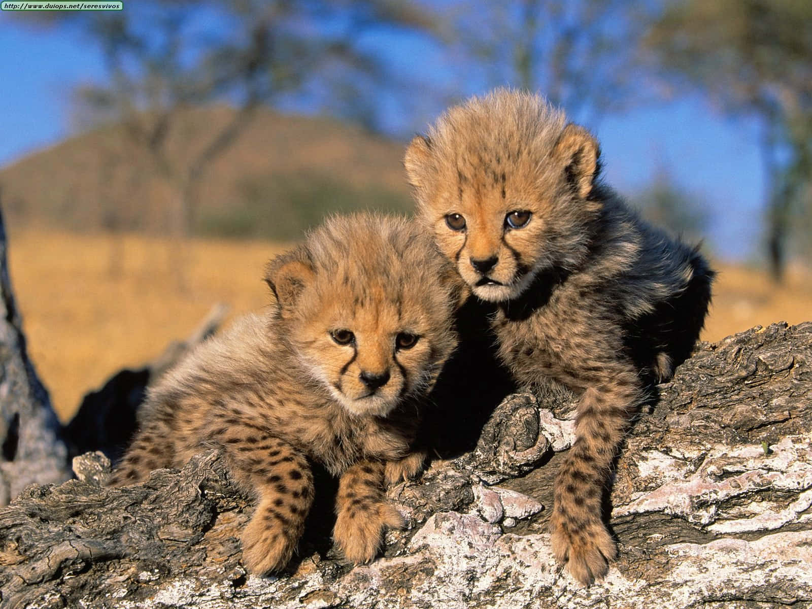 Baby Cheetah 桌布 壁紙 — 兩隻毛茸茸的獵豹幼崽，身上有斑點皮毛，好奇地棲息在風化的樹幹上，背景是明亮的藍天。