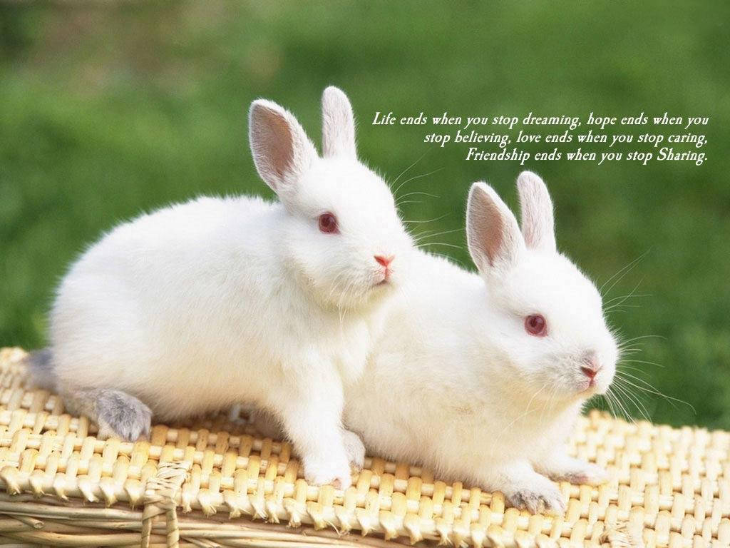Friendship 桌布 壁紙 — 兩隻毛茸茸的白兔並排坐在編織柳條表面上，背景是柔和的綠色。