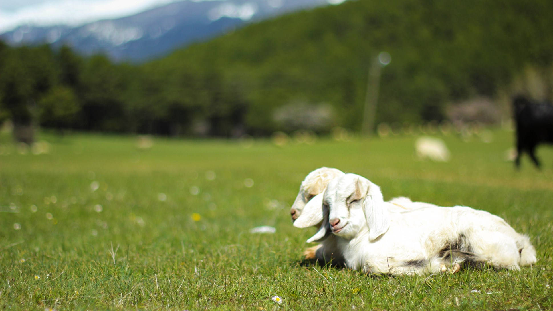 goats 桌布 壁紙 — 兩隻毛茸茸的白山羊在陽光明媚的綠色草地上安詳地打盹，遠處是白雪皚皚的山脈。