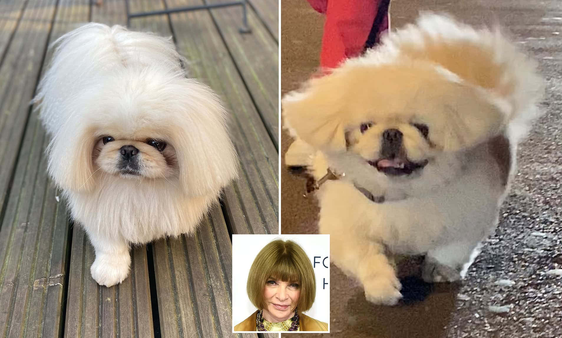 Pekingese 桌布 壁紙 — 兩隻毛茸茸的白色北京犬，表情豐富，站在木質甲板和潮濕的人行道上，一隻表情嚴肅，另一隻則充滿喜悅。