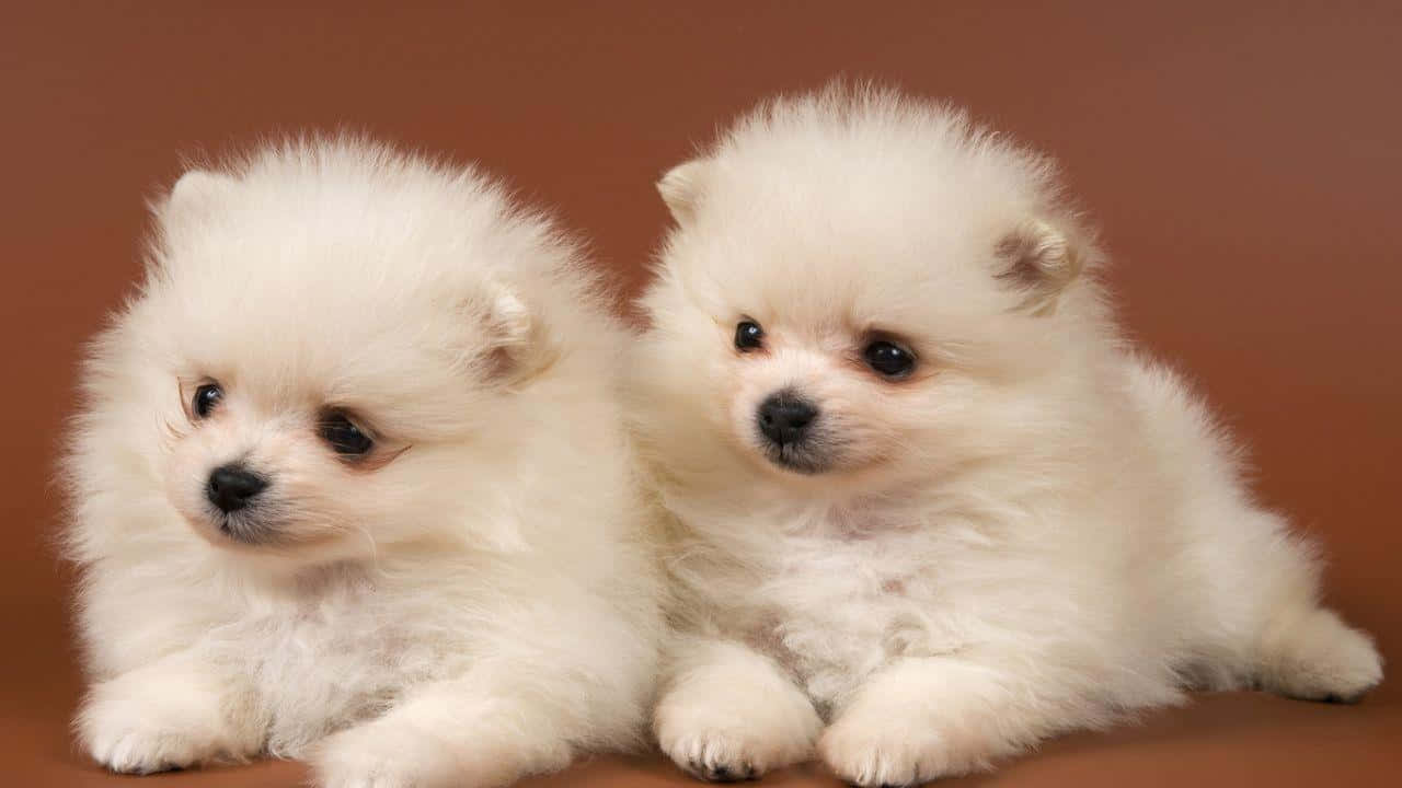 Fluffy Puppy 桌布 壁紙 — 兩隻毛茸茸的白色博美犬幼犬，深色眼睛，並排坐在溫暖的棕色背景上。