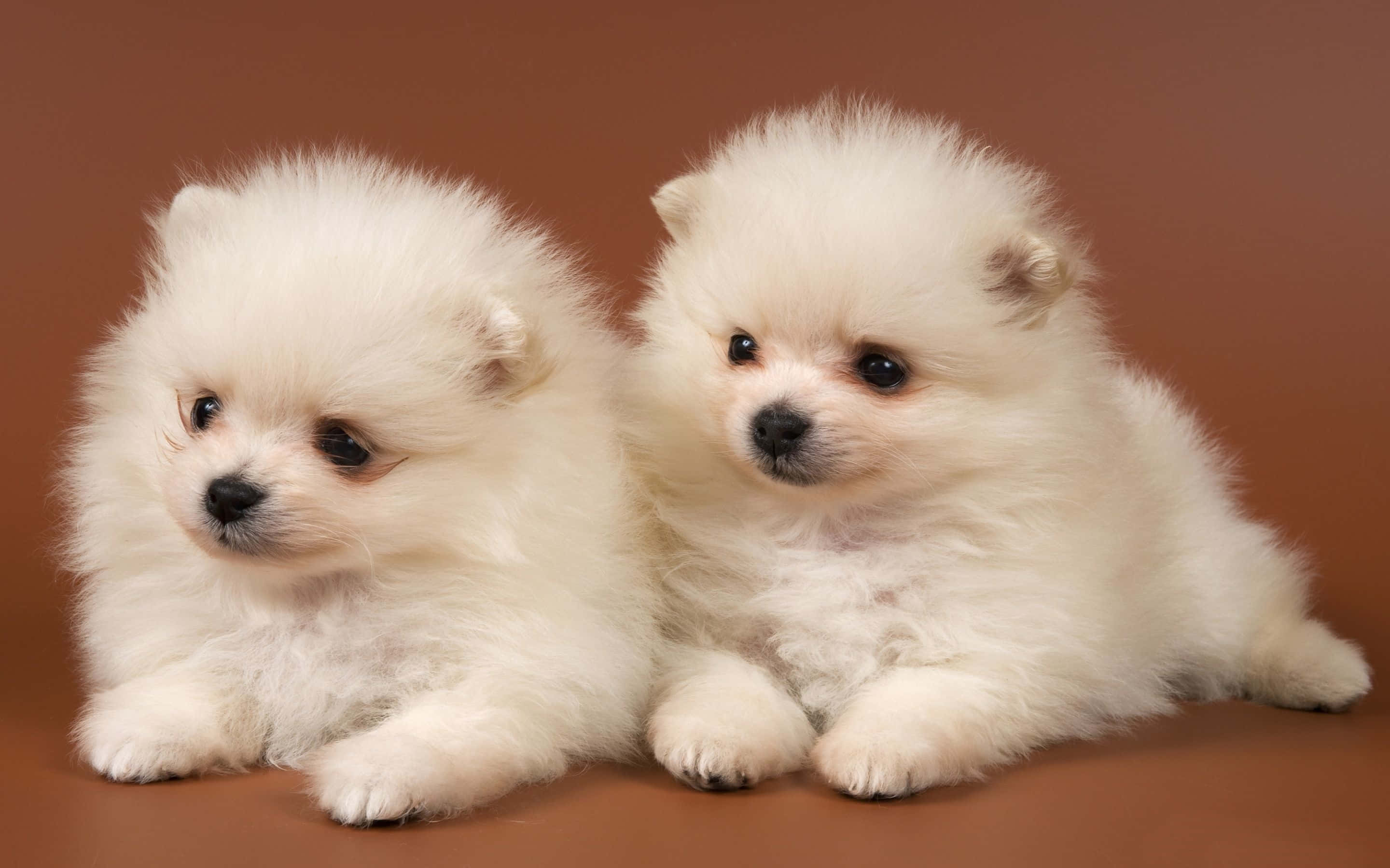 寵物動圖 桌布 壁紙 — 兩隻毛茸茸的白色博美犬幼犬，深色眼睛，並排坐在溫暖的棕色工作室背景上。
