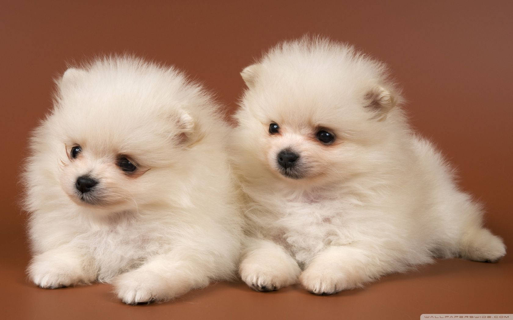 可愛狗狗 桌布 壁紙 — 兩隻毛茸茸的白色博美犬幼犬，眼睛深色，並排坐在溫暖的棕色背景上。