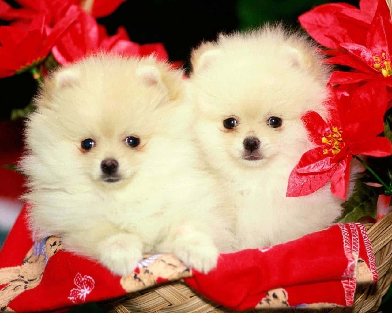 寵物動圖 桌布 壁紙 — 兩隻毛茸茸的白色博美犬幼犬一起坐在一個被鮮紅色聖誕紅環繞的籃子裡。
