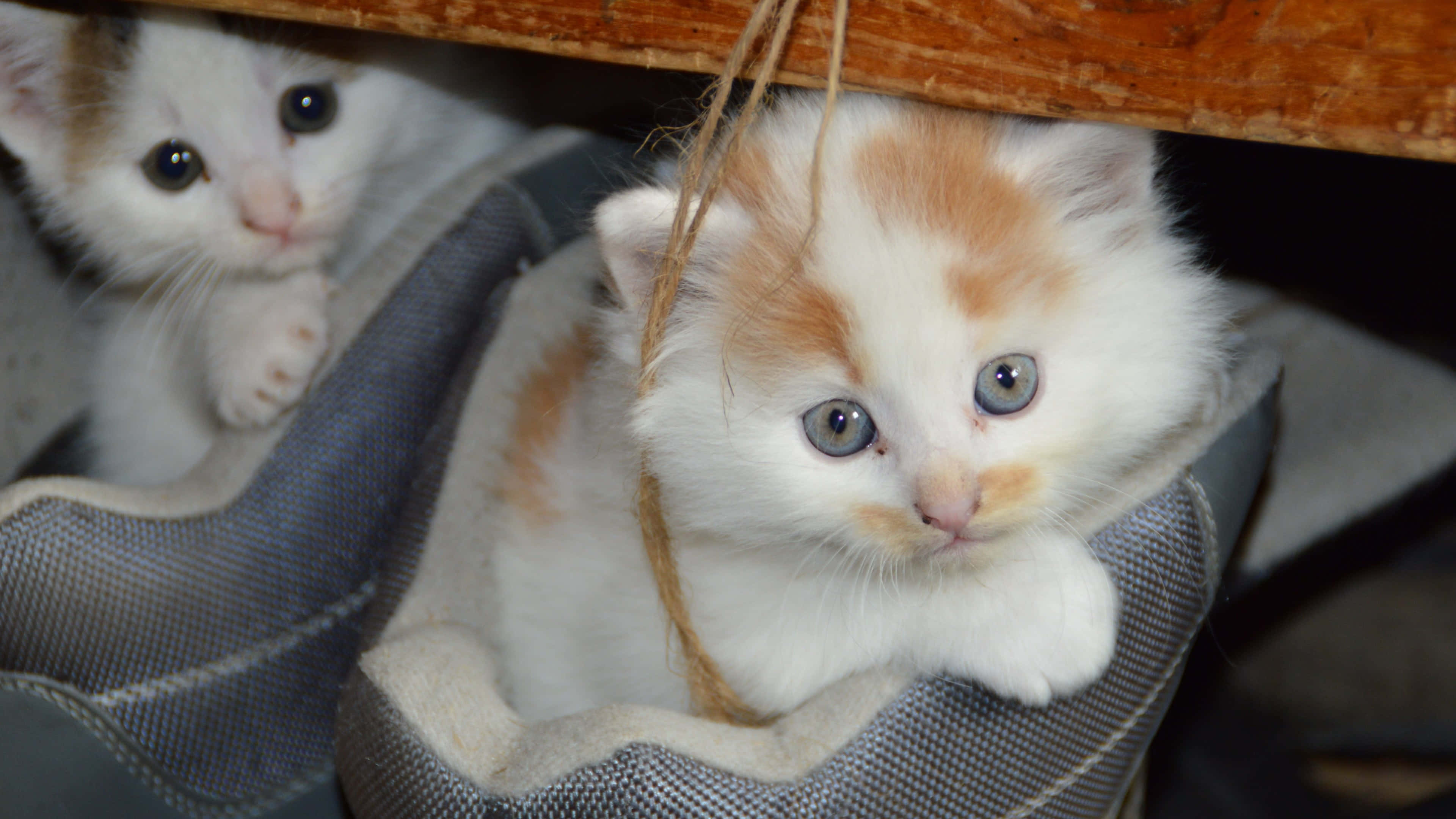 Kitten Cat 桌布 壁紙 — 兩隻毛茸茸的白色和橙色小貓好奇地從灰色鞋子內的一個木架下探出頭來。