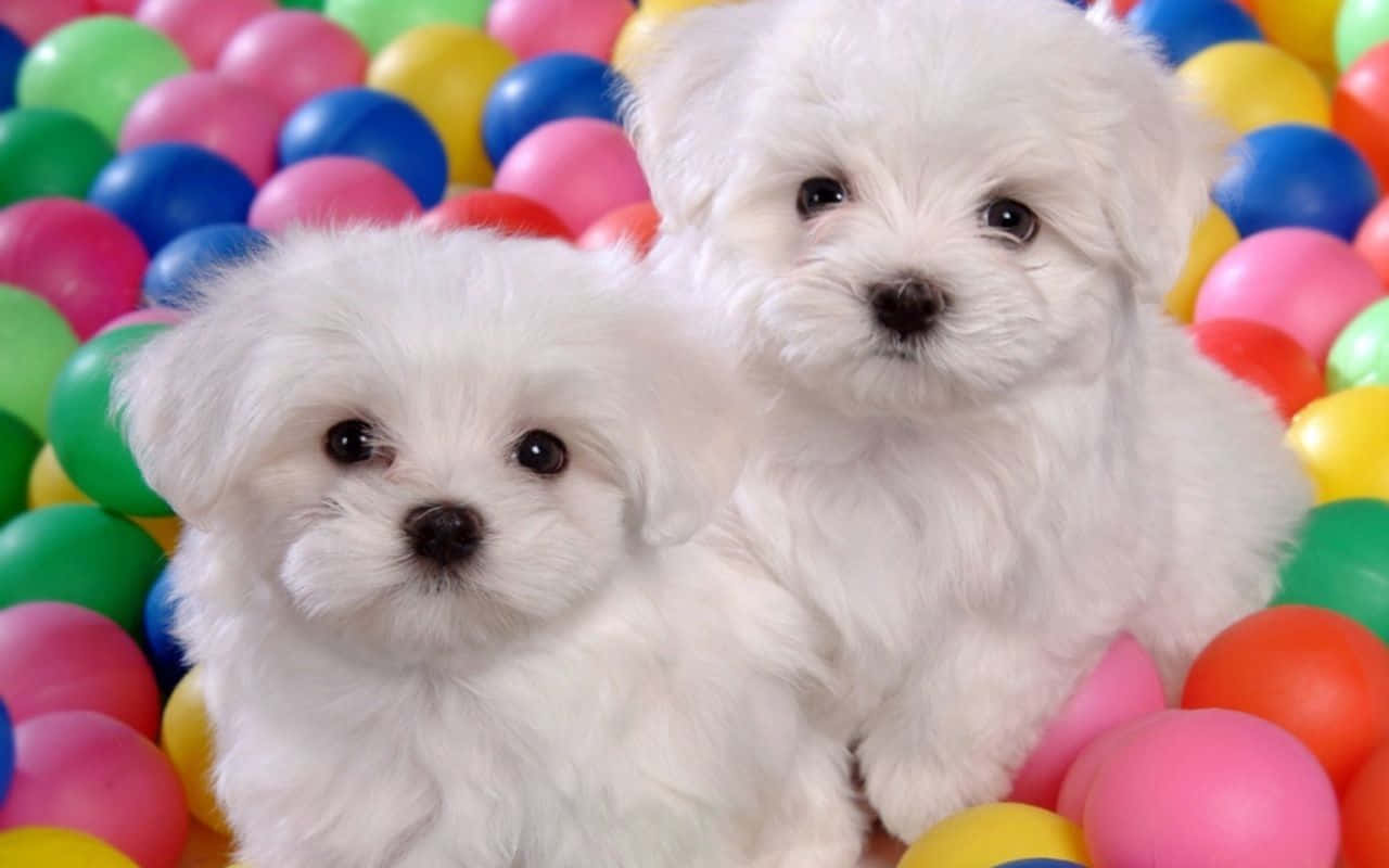 Puppies 桌布 壁紙 — 兩隻毛茸茸的白色小狗，深色眼睛，坐在色彩繽紛的塑膠球中，在有趣的球池裡玩耍。