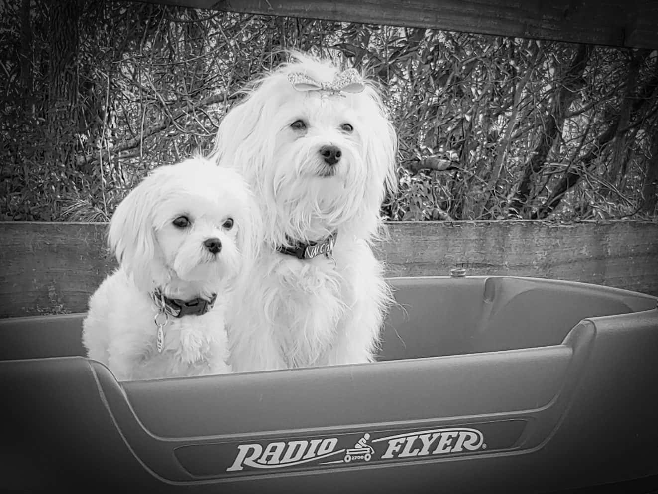 Maltese Puppies 桌布 壁紙 — 兩隻毛茸茸的白色小狗並排坐在Radio Flyer手推車中，背景是茂密的樹葉。