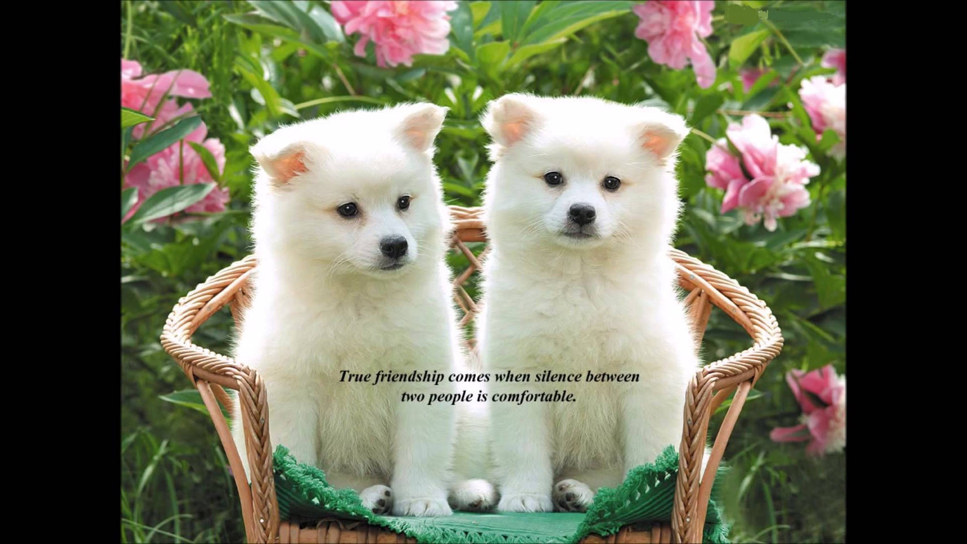 Friendship Quotes 桌布 壁紙 — 兩隻毛茸茸的白色小狗並排坐在一個柳條籃子裡，周圍環繞著粉紅色的花朵和綠色的樹葉。