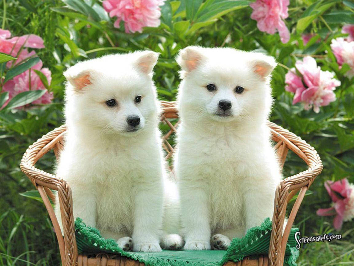 Cute Puppy 桌布 壁紙 — 兩隻毛茸茸的白色小狗並排坐在一個鋪有綠色布料的柳條籃子裡，周圍環繞著粉紅色的牡丹和茂密的綠色樹葉。