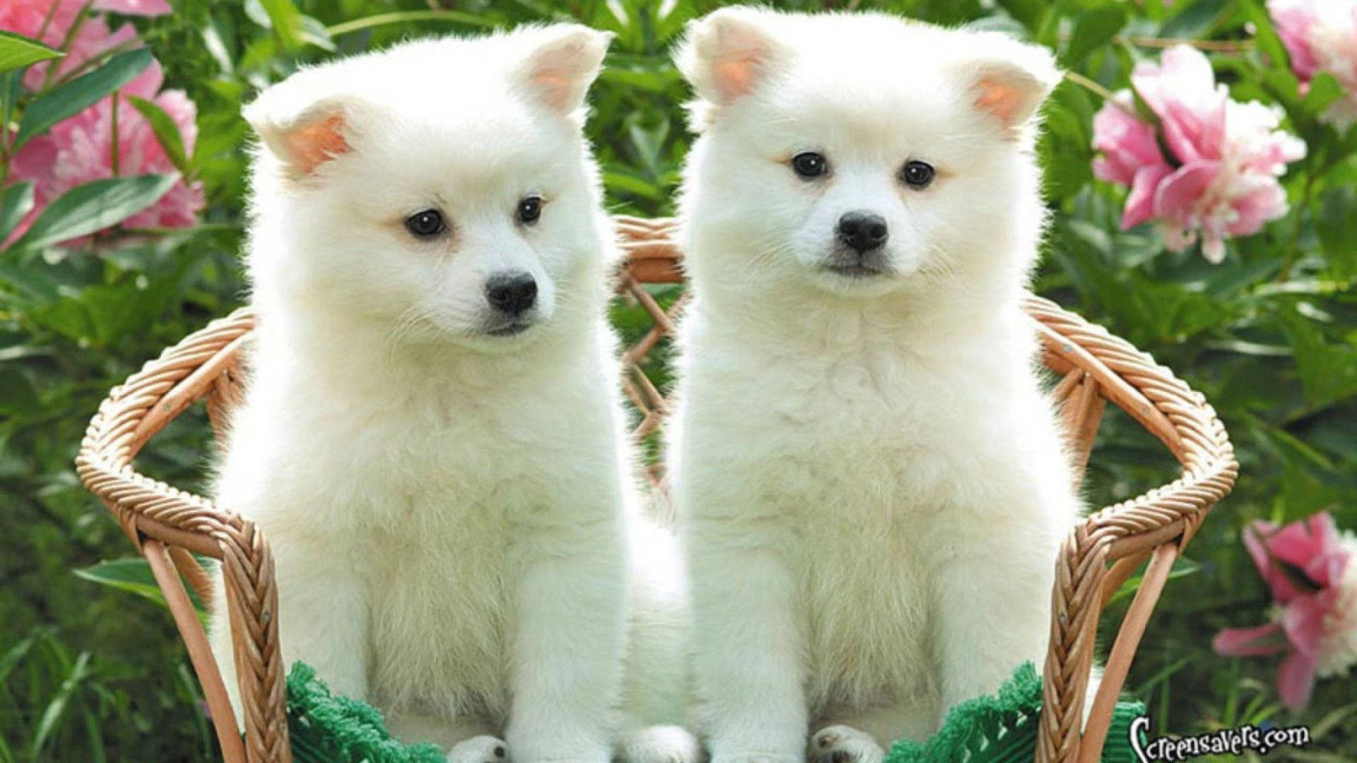Puppies 桌布 壁紙 — 兩隻毛茸茸的白色小狗並排坐在一個編織籃子裡，周圍環繞著粉紅色的花朵和綠色的葉子。