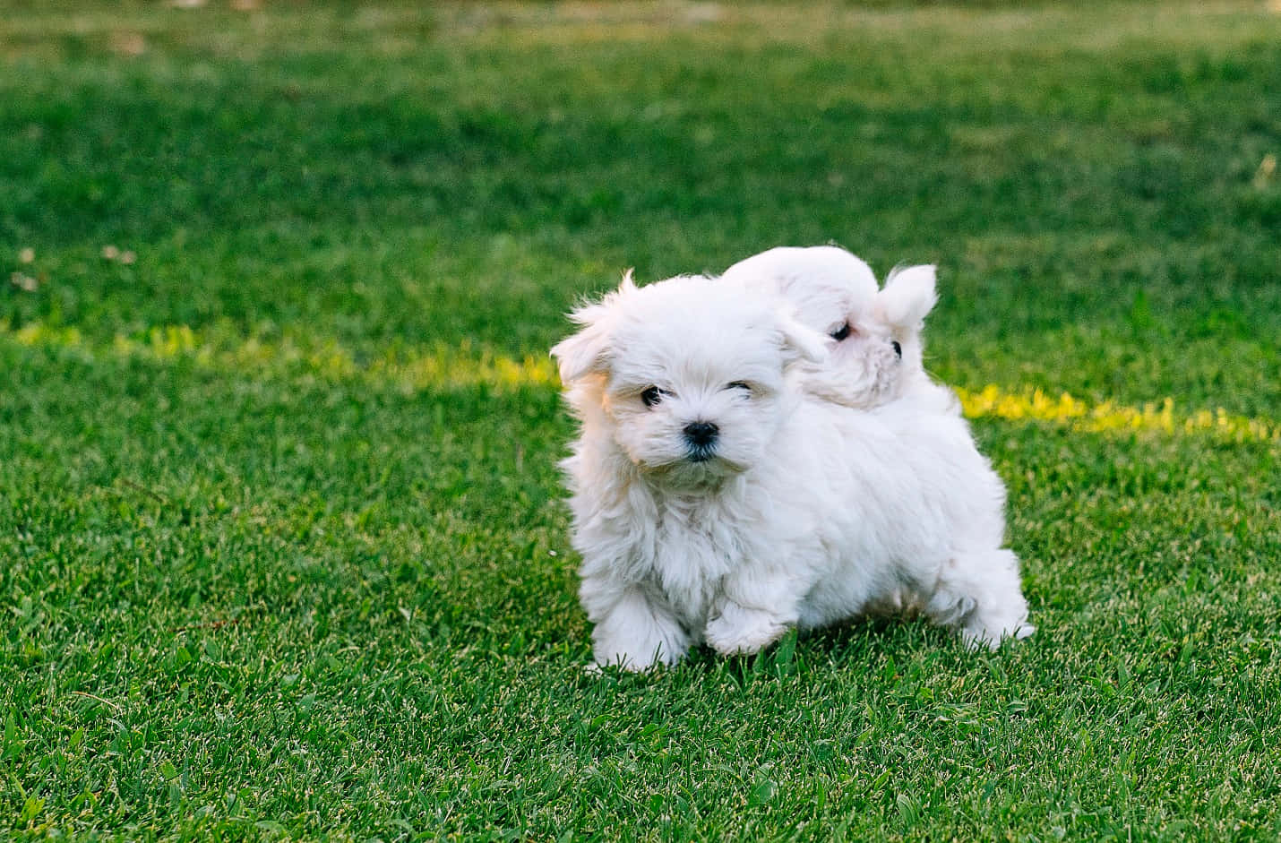 Maltese Puppies 桌布 壁紙 — 兩隻毛茸茸的白色小狗在柔和的日光下，依偎在充滿活力的綠色草地和黃色花朵上。