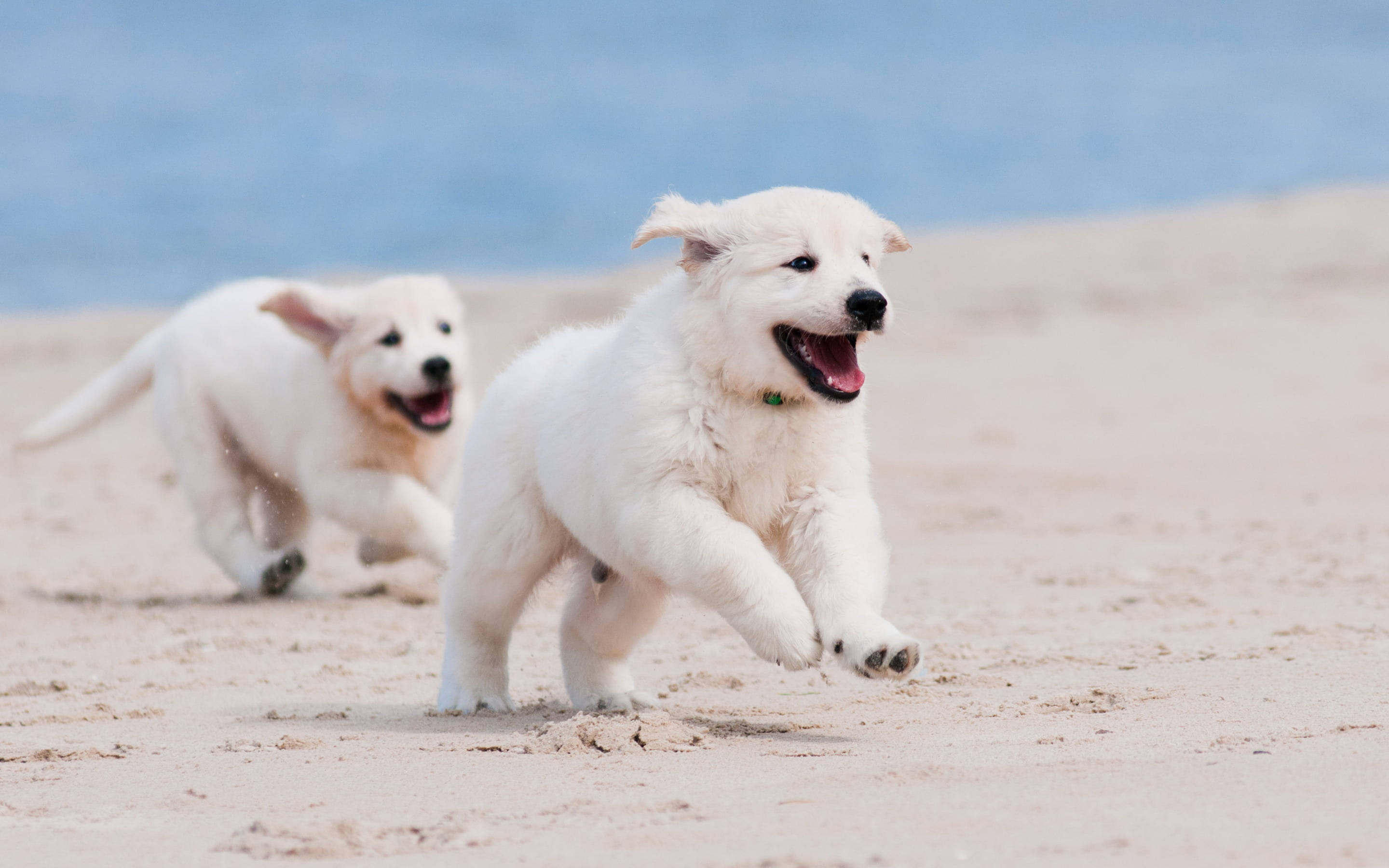 黃金獵犬幼犬 桌布 壁紙 — 兩隻毛茸茸的白色小狗在陽光明媚的沙灘上歡快地奔跑，背景是海浪。