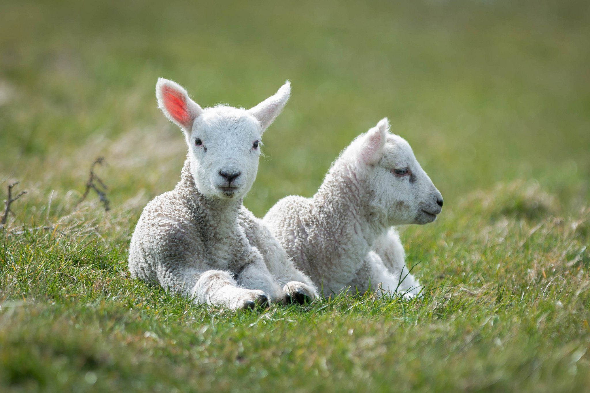farm animals 桌布 壁紙 — 兩隻毛茸茸的白色小羊在柔和日光下，於鮮綠草地上安詳休息。