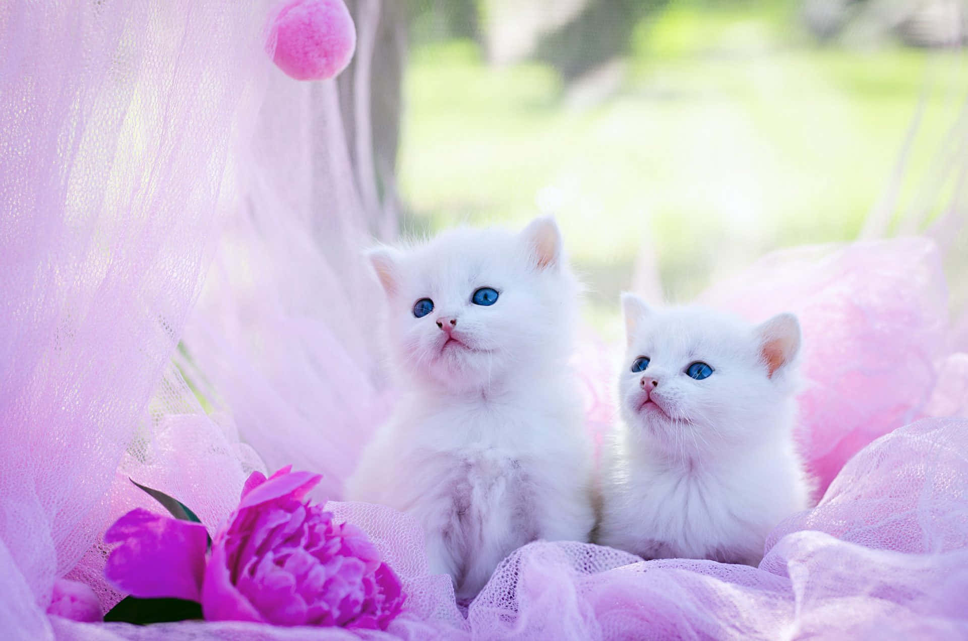 Cute Cat HD 桌布 壁紙 — 兩隻毛茸茸的白色小貓，擁有引人注目的藍色眼睛，坐在陽光普照的花園中，周圍是柔軟的粉紅色薄紗和一朵充滿活力的紫色牡丹。