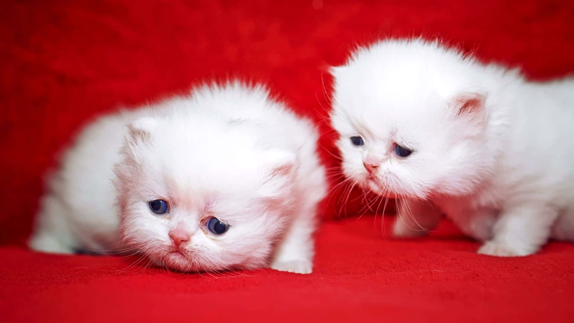 adorable 桌布 壁紙 — 兩隻毛茸茸的白色小貓，藍色眼睛好奇地凝視著充滿活力的紅色紋理表面。