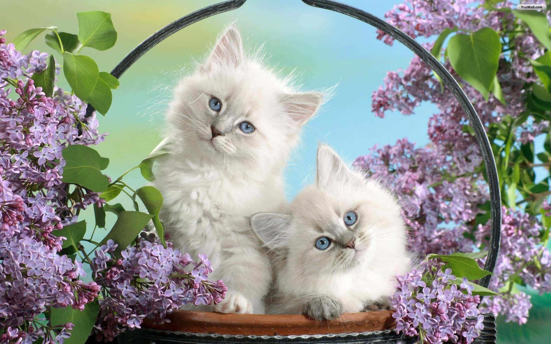 Cute Cat 桌布 壁紙 — 兩隻毛茸茸的白色小貓咪，有著明亮的藍色眼睛，坐在黑色金屬籃子裡，依偎在紫色丁香花叢中。