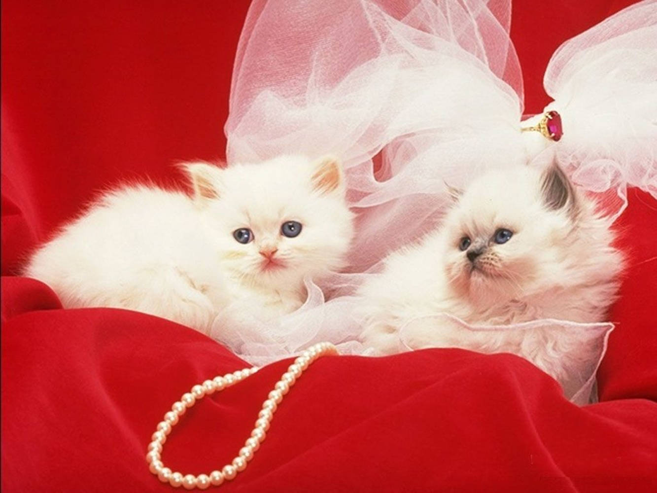 Beautiful Cats 桌布 壁紙 — 兩隻毛茸茸的白色小貓咪，藍色眼睛，在裝飾著珍珠項鍊和精緻白色面紗的華麗紅色布料上休息。