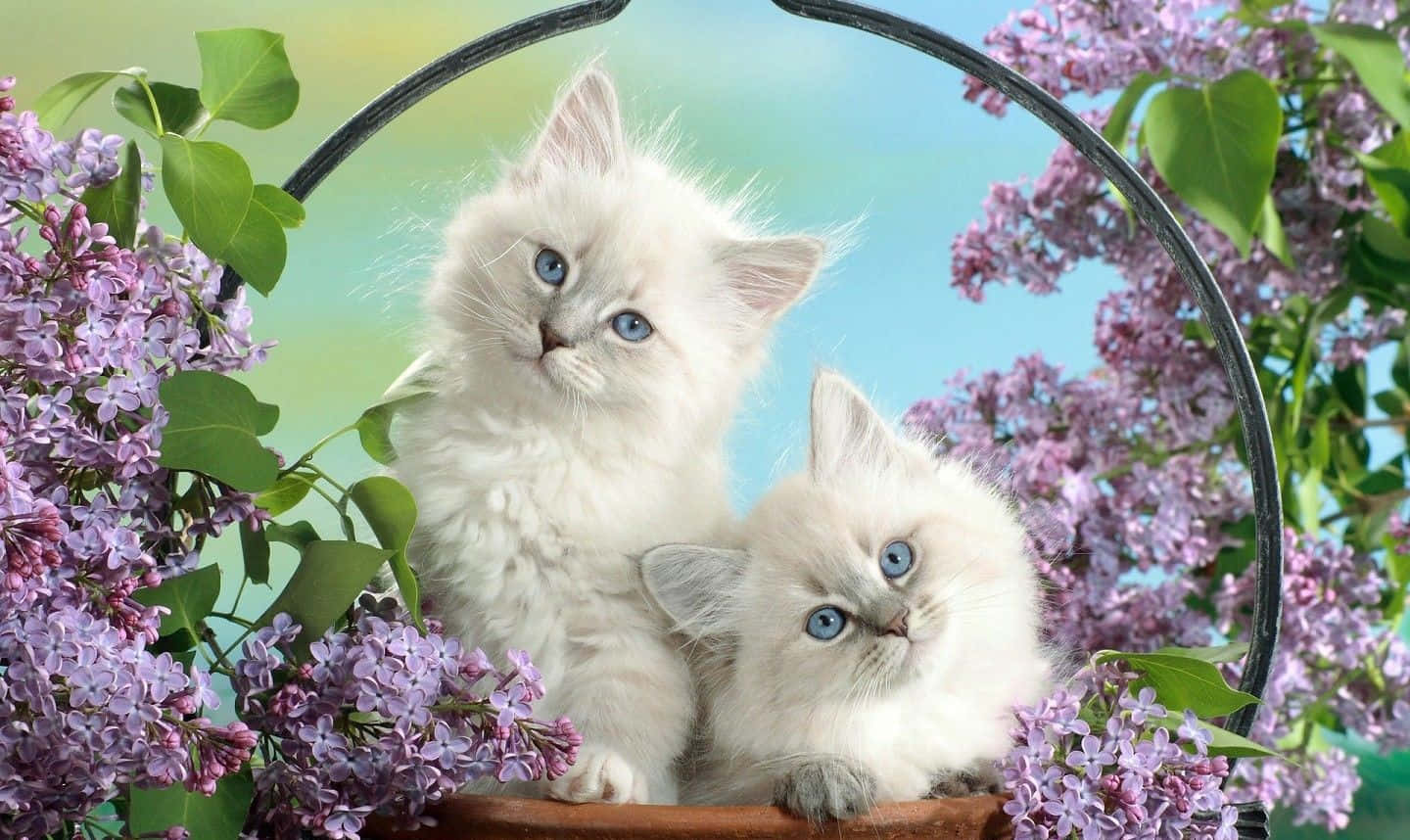 kittens 桌布 壁紙 — 兩隻毛茸茸的白色小貓咪，藍色眼睛，從一個被紫色丁香花環繞的籃子裡探出頭來。