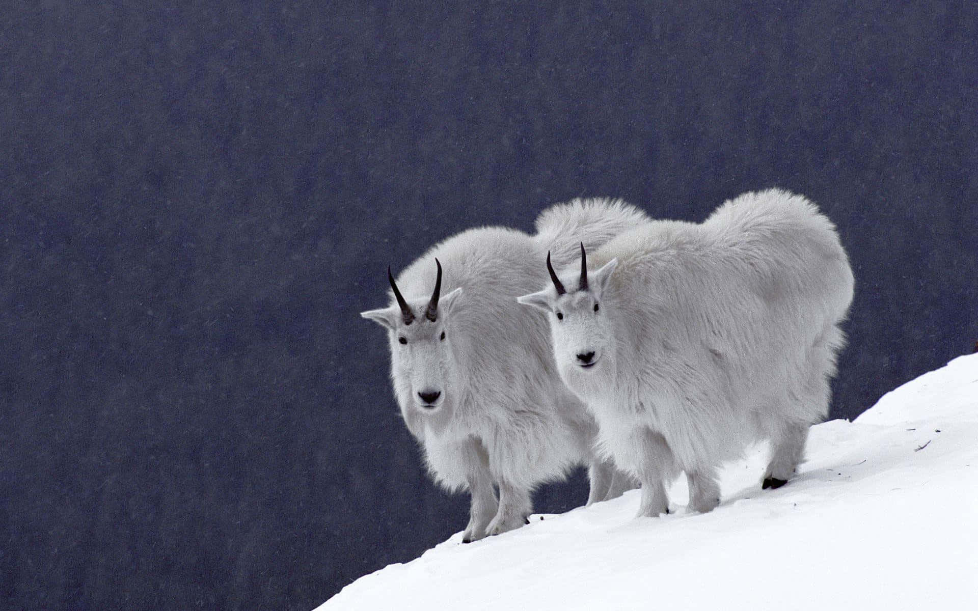 Mountain Goat 桌布 壁紙 — 兩隻毛茸茸的白色山羊在雪脊上警覺地站著，背景是黑暗的森林。