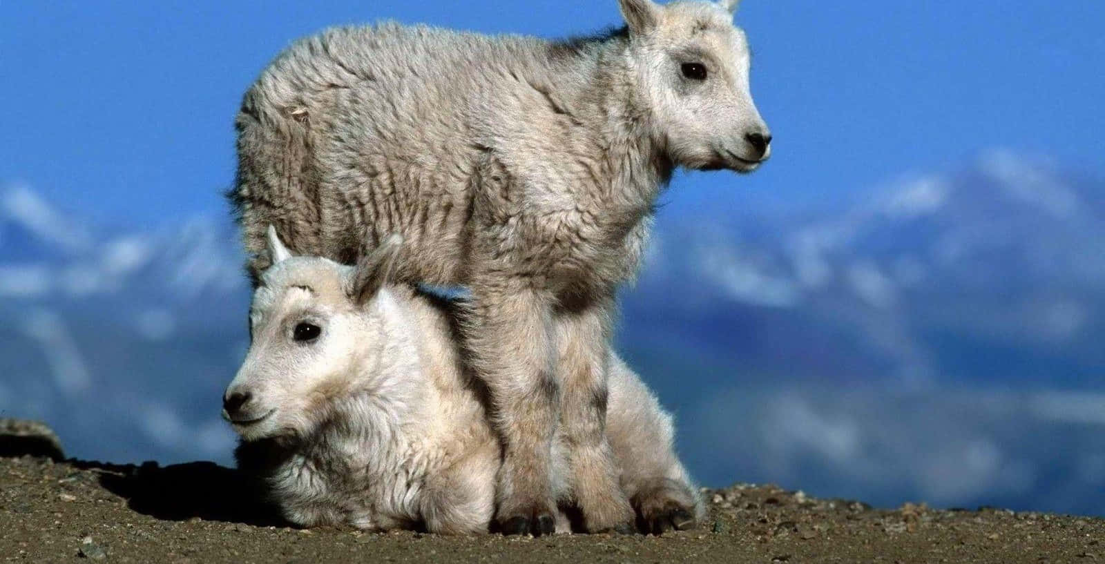 Mountain Goat 桌布 壁紙 — 兩隻毛茸茸的白色山羊寶寶，一隻站著一隻坐著，在岩石地形上，背景是白雪覆蓋的山峰和清澈的藍天。
