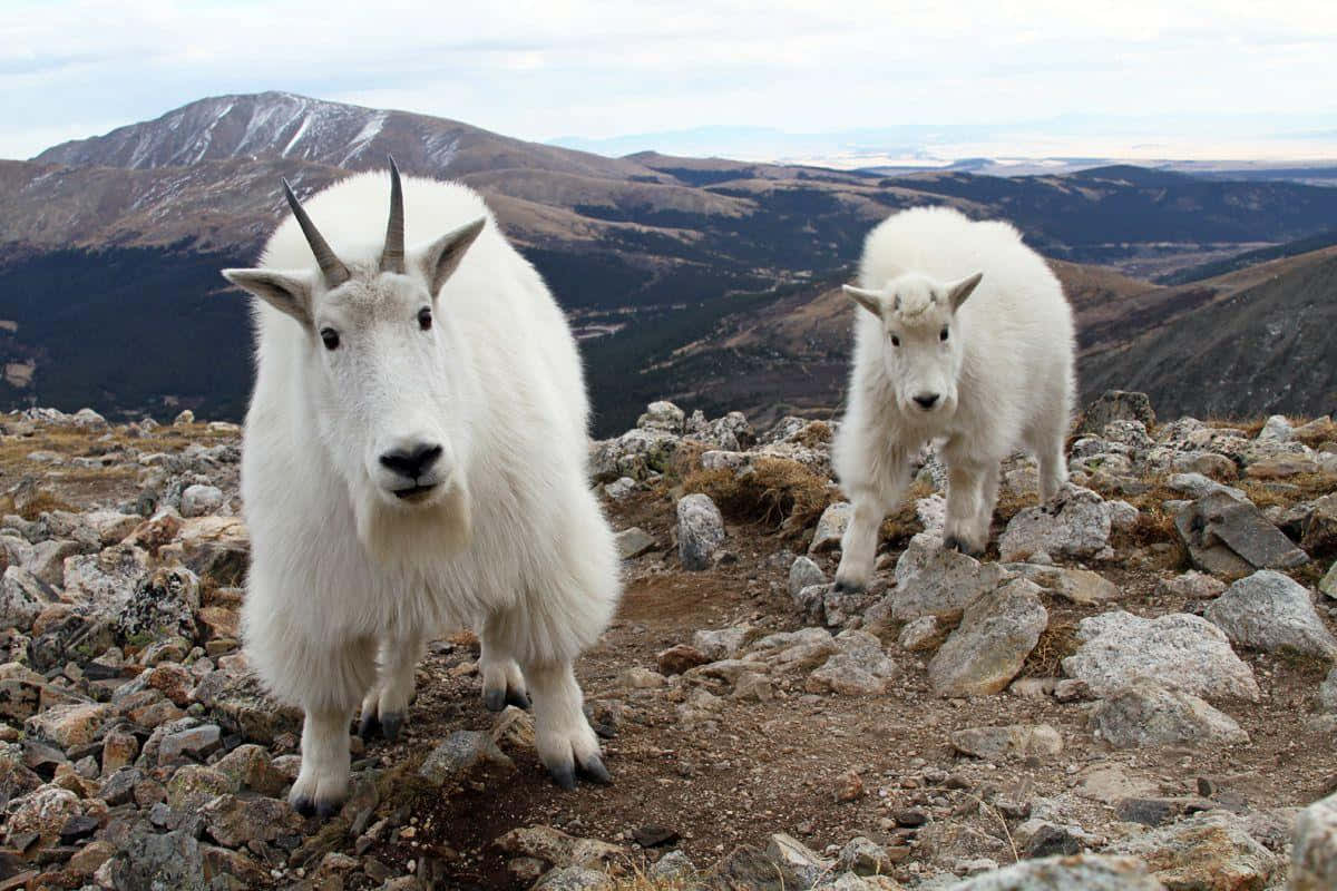 Mountain Goat 桌布 壁紙 — 兩隻毛茸茸的白色山羊警覺地站在岩石斜坡上，背景是白雪覆蓋的山峰和秋天的山丘。