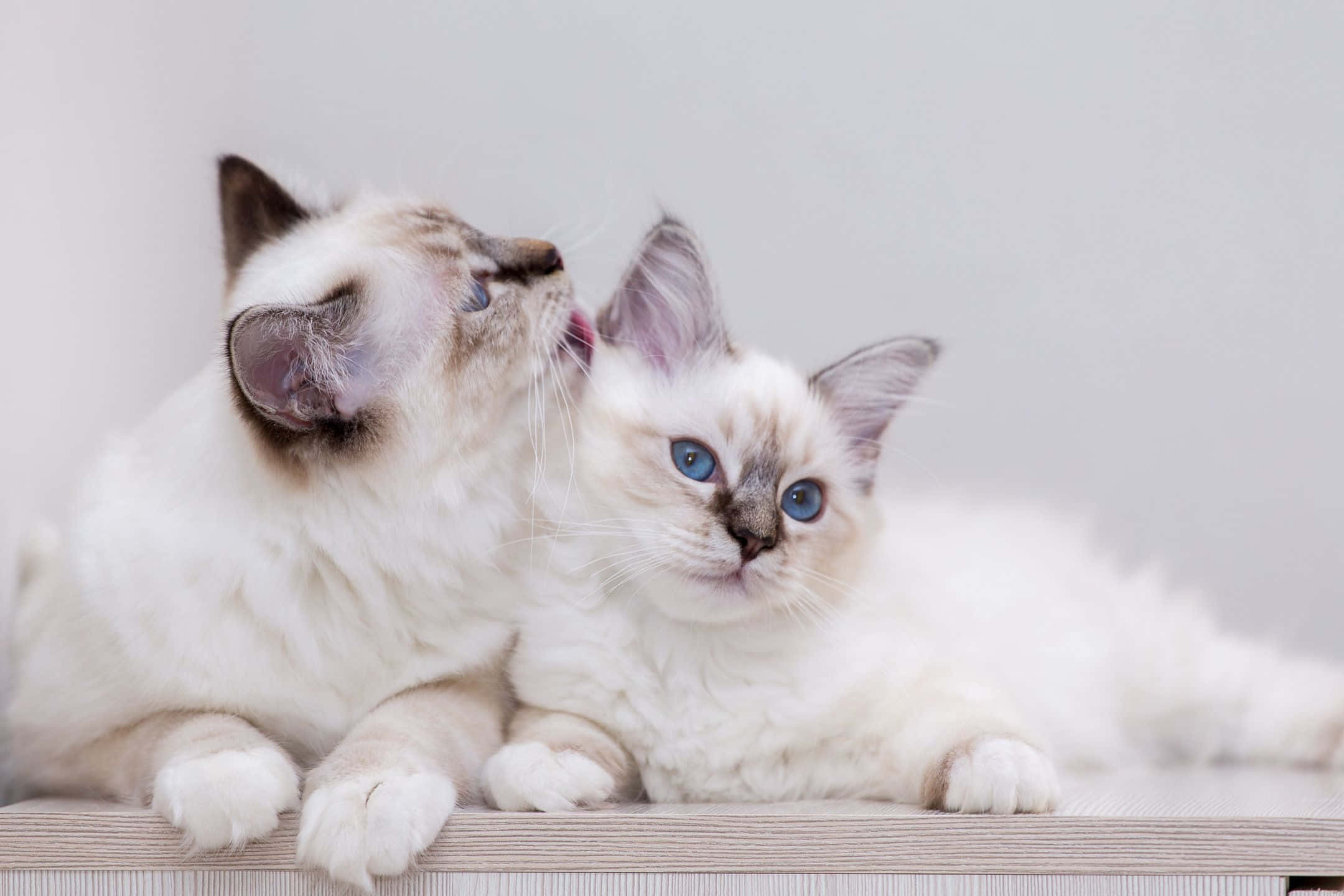 Birman 桌布 壁紙 — 兩隻毛茸茸的白色布偶貓咪，藍色眼睛，一隻舔著另一隻的臉，背景是純淺灰色。