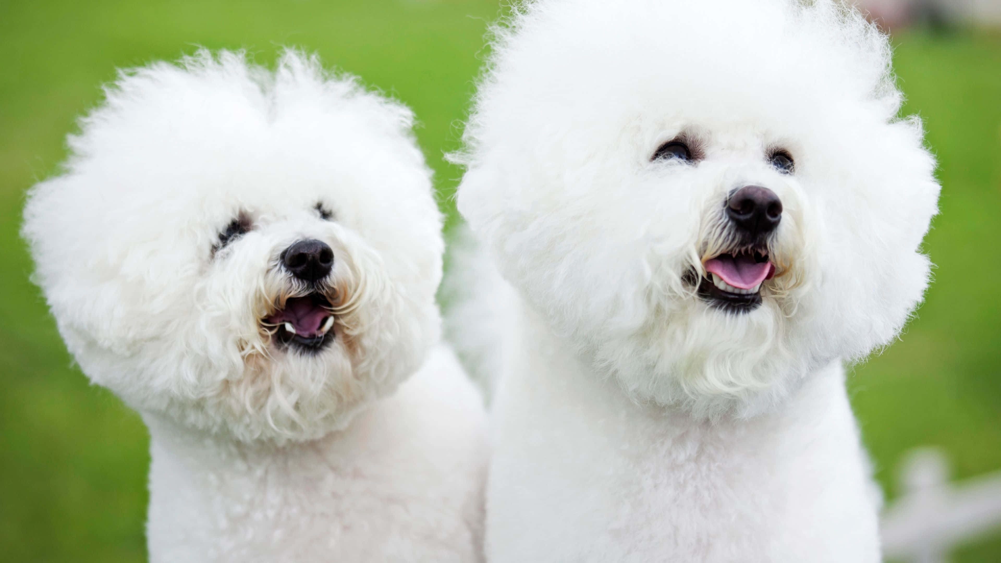 cute dogs 桌布 壁紙 — 兩隻毛茸茸的白色比熊犬帶著喜悅的表情，在柔和的綠色草地背景前緊密地站在一起。