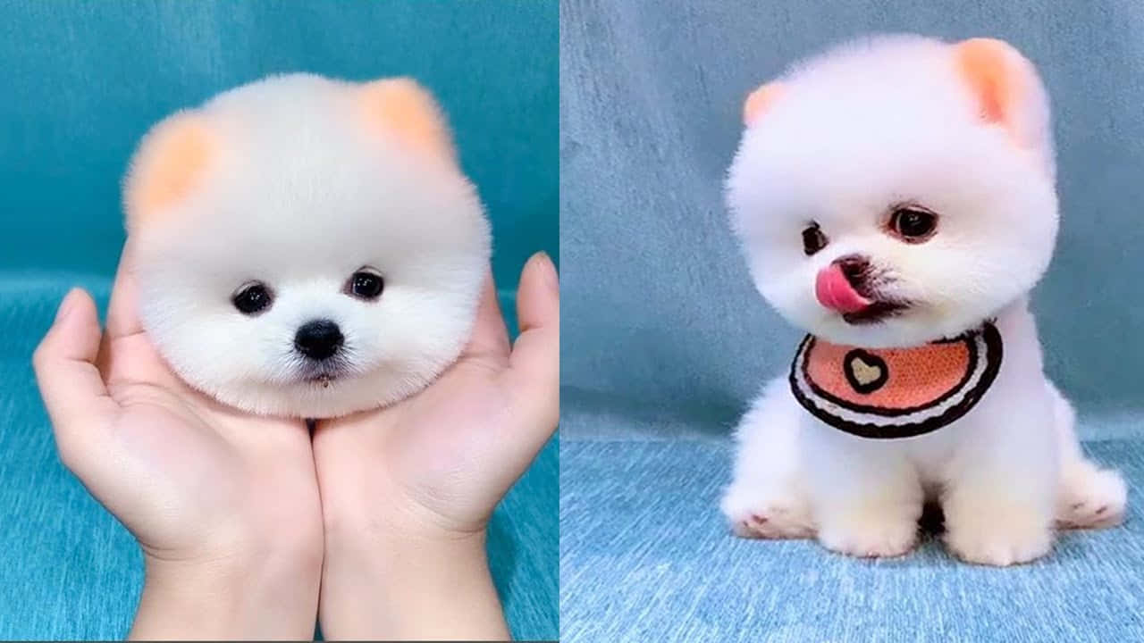 狗 桌布 壁紙 — 兩隻毛茸茸的白色比熊犬幼犬，一隻被捧在手中，另一隻戴著心形圍兜坐在青綠色背景前。