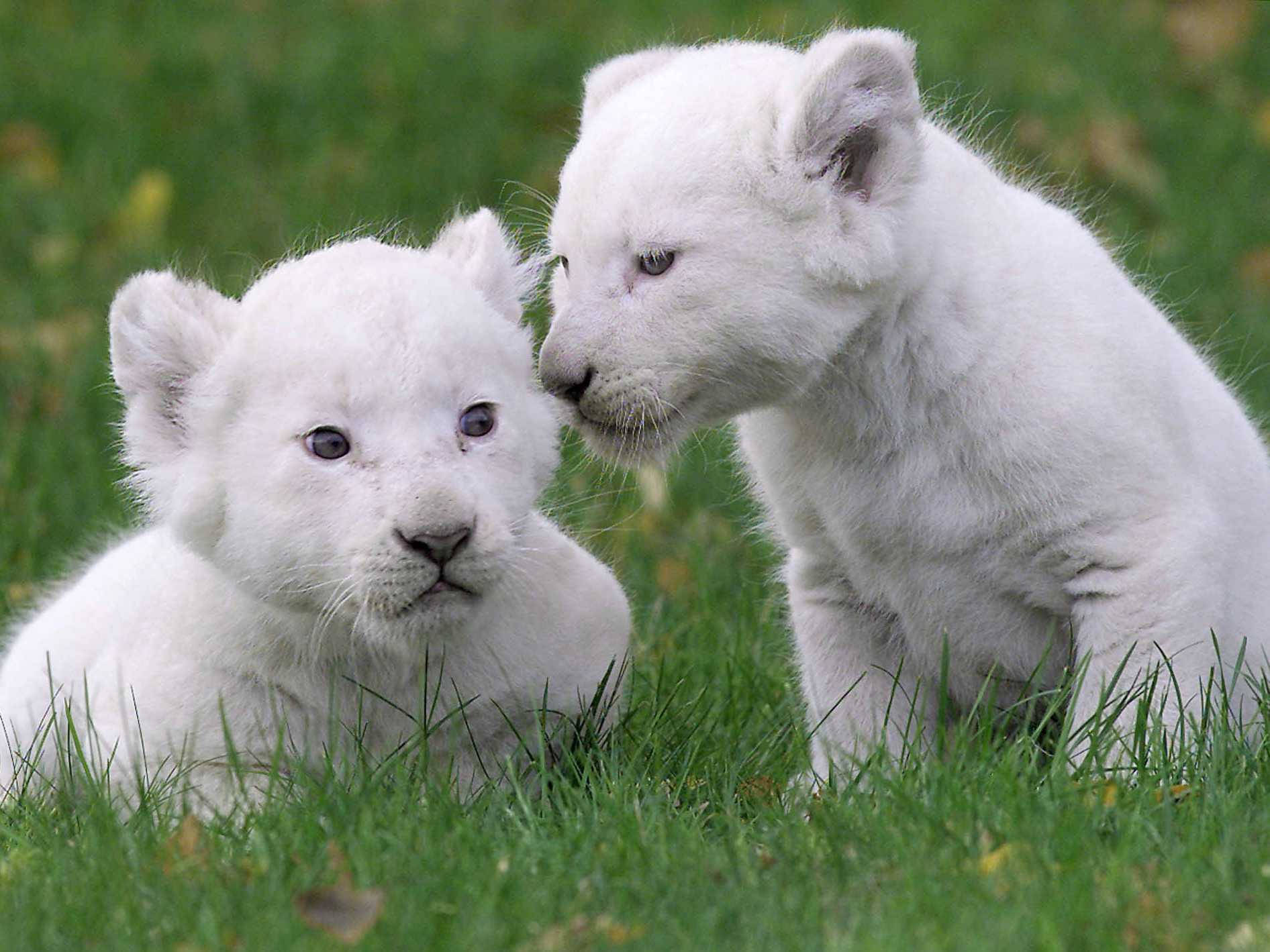 White Lion 桌布 壁紙 — 兩隻毛茸茸的白色獅子幼崽在充滿活力的綠色草地上，在柔和自然光線下互相依偎。