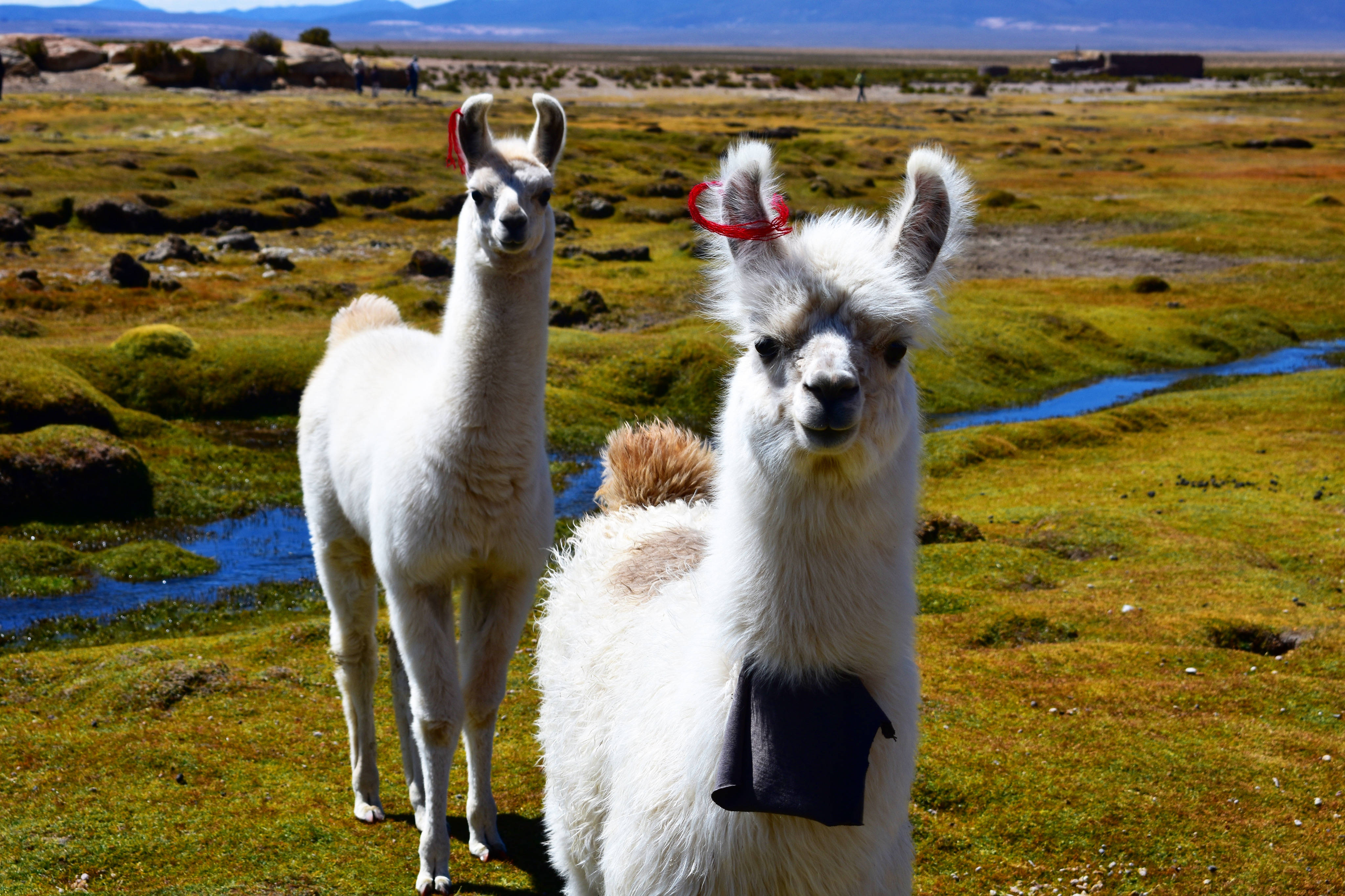 Alpaca 桌布 壁紙 — 兩隻毛茸茸的白色羊駝帶著紅色光環，站在陽光明媚的綠色田野中，旁邊是一條蜿蜒的藍色小溪。
