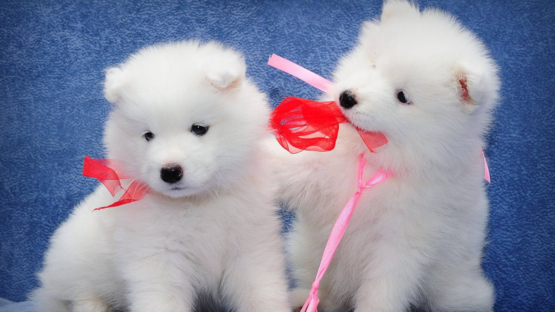 Puppies 桌布 壁紙 — 兩隻毛茸茸的白色薩摩耶幼犬坐在藍色背景前，每隻都飾有紅色和粉紅色的絲帶。