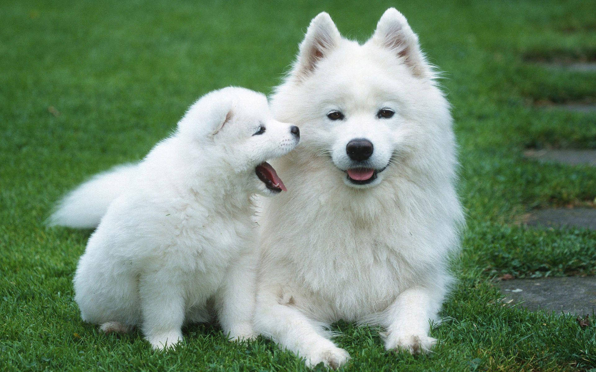 Cute Puppy 桌布 壁紙 — 兩隻毛茸茸的白色薩摩耶犬，一隻幼犬依偎著成犬，在充滿活力的綠色草地上。
