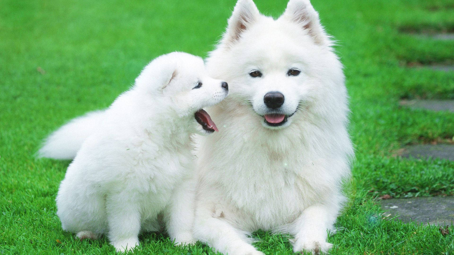 Puppies 桌布 壁紙 — 兩隻毛茸茸的白色薩摩耶犬，一隻成犬和一隻幼犬，在充滿活力的綠色草地上嬉戲互動。