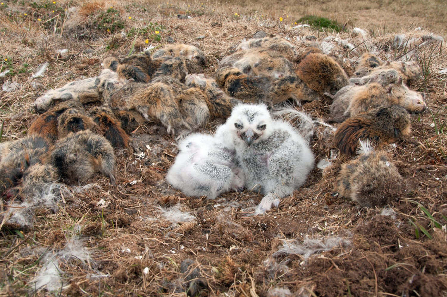 Snowy Owl 桌布 壁紙 — 兩隻毛茸茸的白色貓頭鷹雛鳥警覺地坐在乾燥草地上，周圍散落著羽毛和死去的獵物。