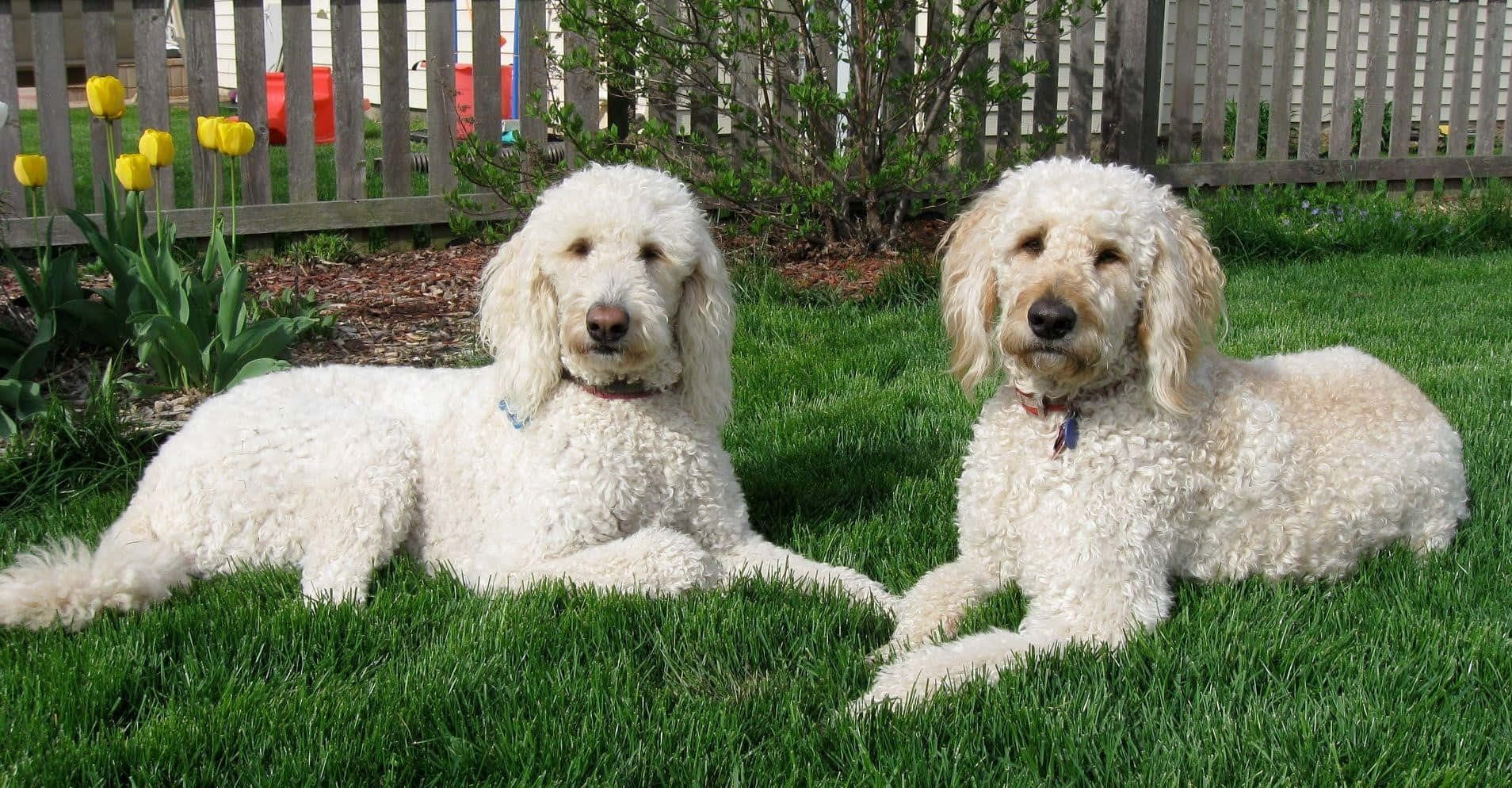 Goldendoodle 桌布 壁紙 — 兩隻毛茸茸的白色貴賓犬在木柵欄附近鮮綠色的草地上，旁邊有盛開的黃色鬱金香，正在閒逛。
