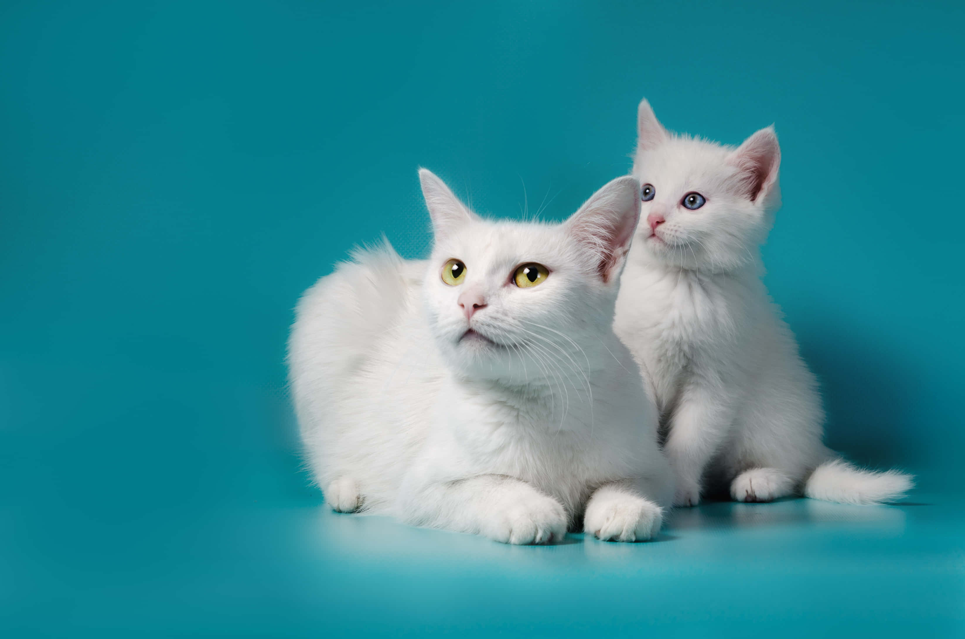 kittens 桌布 壁紙 — 兩隻毛茸茸的白貓，一隻成貓和一隻小貓，在純青色背景前以柔和的工作室燈光擺姿勢。