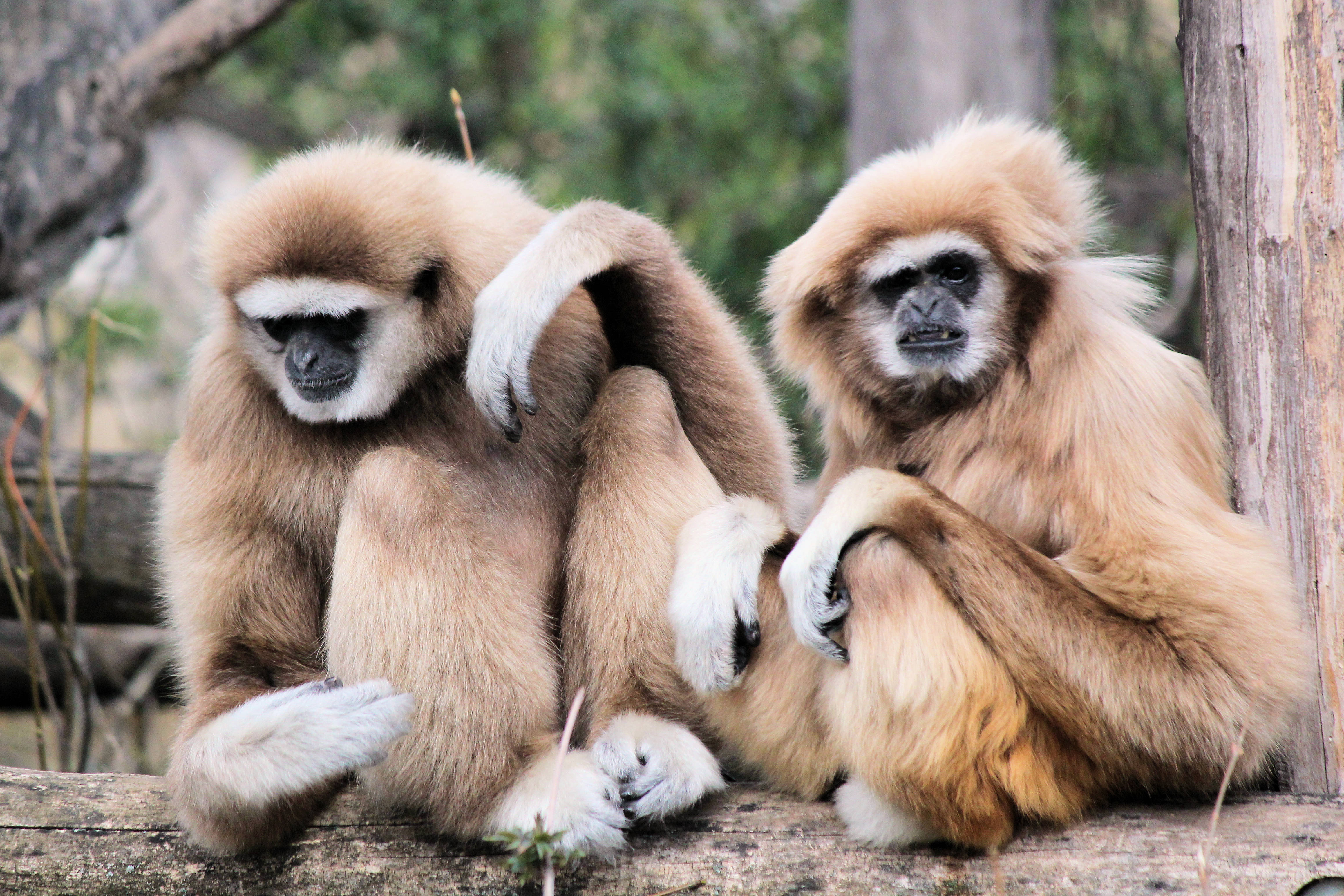 Gibbon 桌布 壁紙 — 兩隻毛茸茸的白面長臂猿並排坐在森林圍欄中的一根木頭上，一隻在抓背，另一隻向前看。