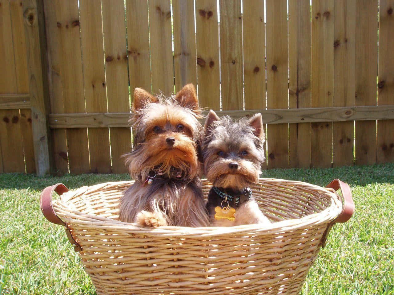 yorkie 桌布 壁紙 — 兩隻毛茸茸的約克夏㹴並排坐在一個編織柳條籃子裡，身後是陽光普照的草坪和木柵欄。