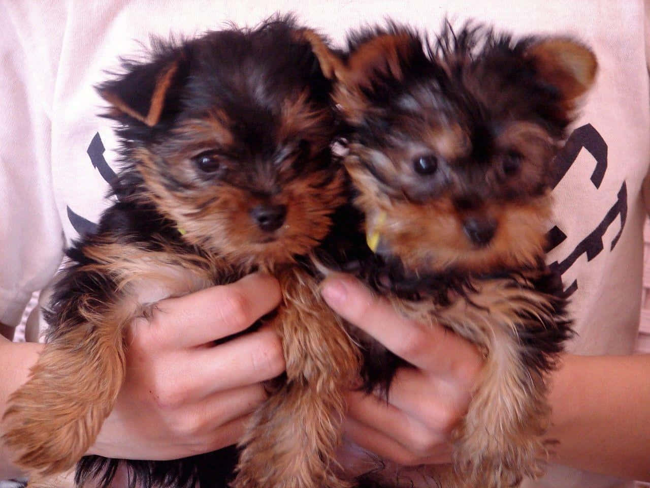 yorkie 桌布 壁紙 — 兩隻毛茸茸的約克夏㹴幼犬，擁有深色眼睛和棕褐色毛髮，被捧在人類手中，背景是淺色T恤。