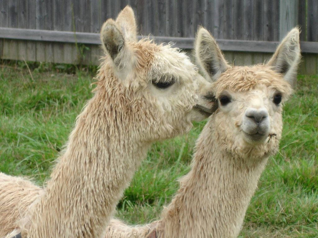 Alpaca 桌布 壁紙 — 兩隻毛茸茸的羊駝在有木柵欄的草地上親暱地磨蹭。