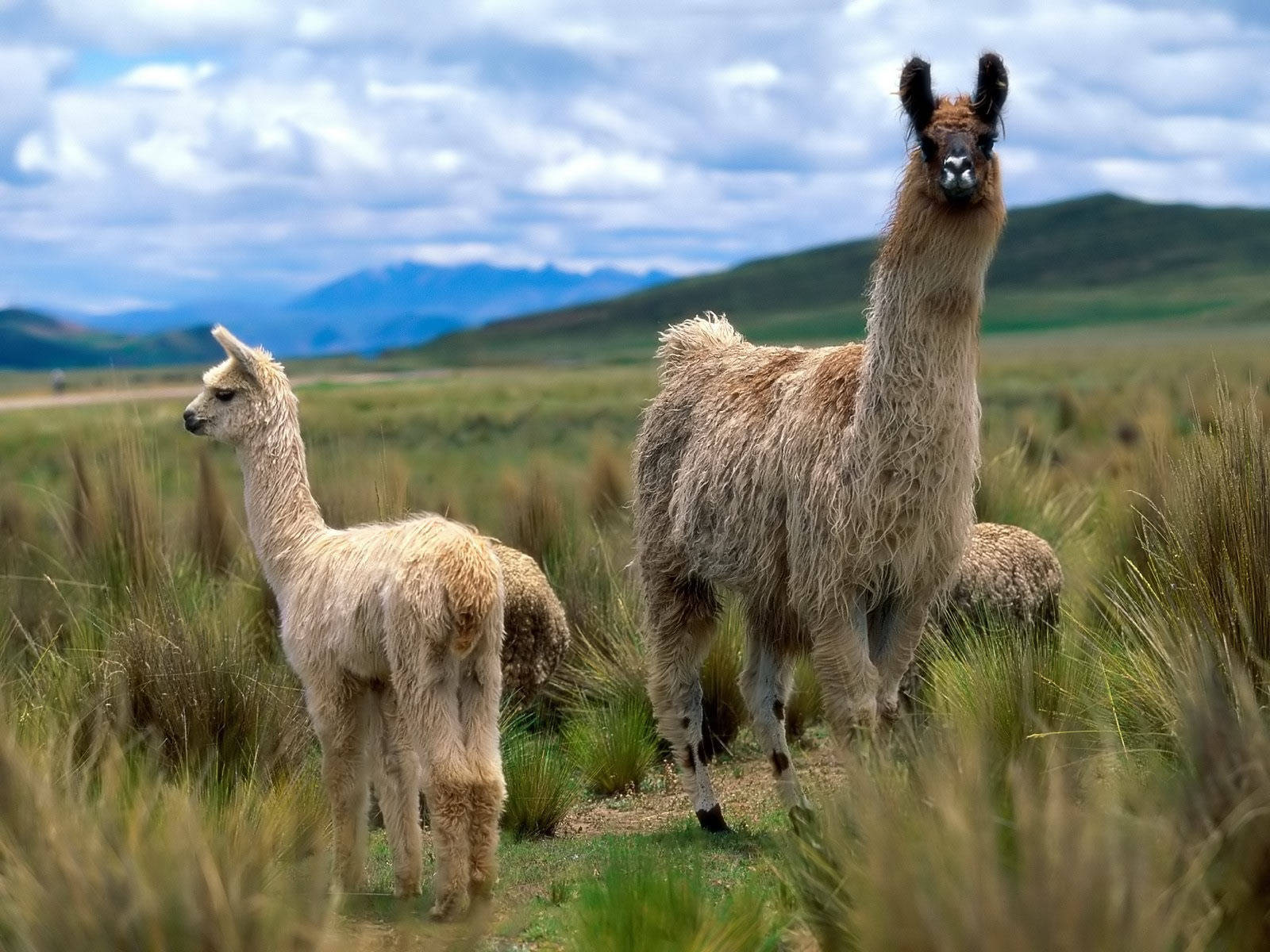 動物 桌布 壁紙 — 兩隻毛茸茸的羊駝站在草地上，遠處有山，天空多雲。