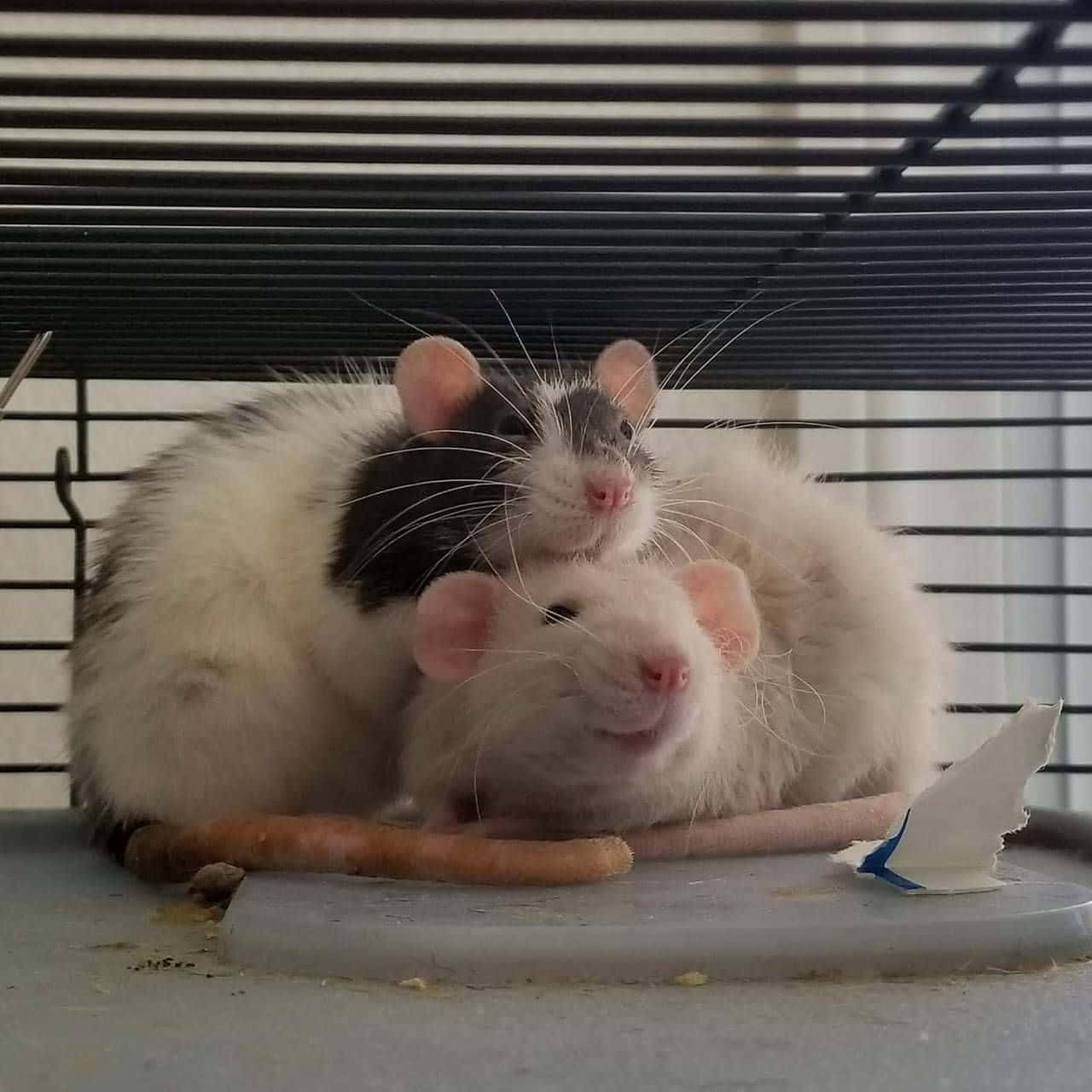 rats 桌布 壁紙 — 兩隻毛茸茸的老鼠在籠子裡互相依偎，一隻白色，一隻黑白相間，有粉紅色的鼻子和鬍鬚。