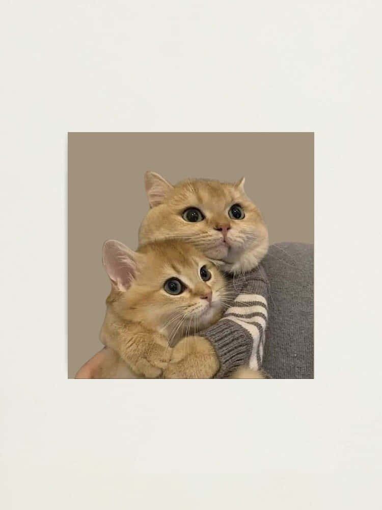 Cute Cat 桌布 壁紙 — 兩隻毛茸茸的薑貓在灰色沙發上緊貼依偎，背景柔和模糊。