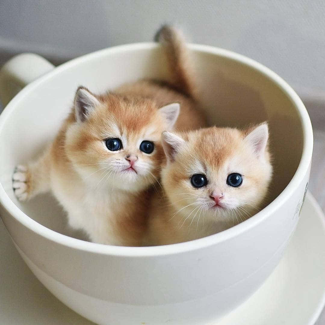 kittens 桌布 壁紙 — 兩隻毛茸茸的薑黃色小貓，有著大大的藍色眼睛，從白色陶瓷杯裡好奇地探出頭來。