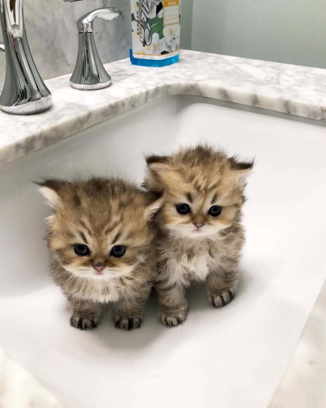 persian cat 桌布 壁紙 — 兩隻毛茸茸的虎斑貓寶寶，有著大大的藍眼睛，並排坐在白色洗手盆裡。