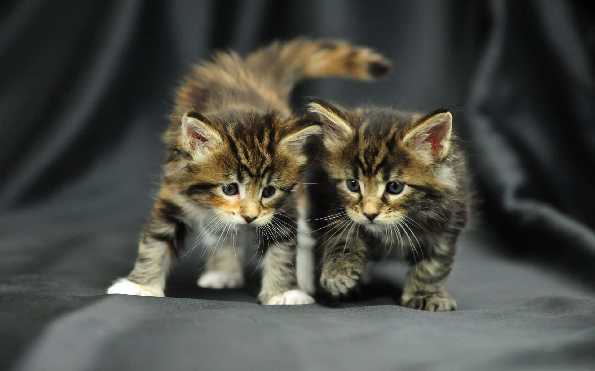 Maine Coon Kittens 桌布 壁紙 — 兩隻毛茸茸的虎斑貓寶寶，有著大大的藍色眼睛，在深灰色布料背景上小心翼翼地向前走。