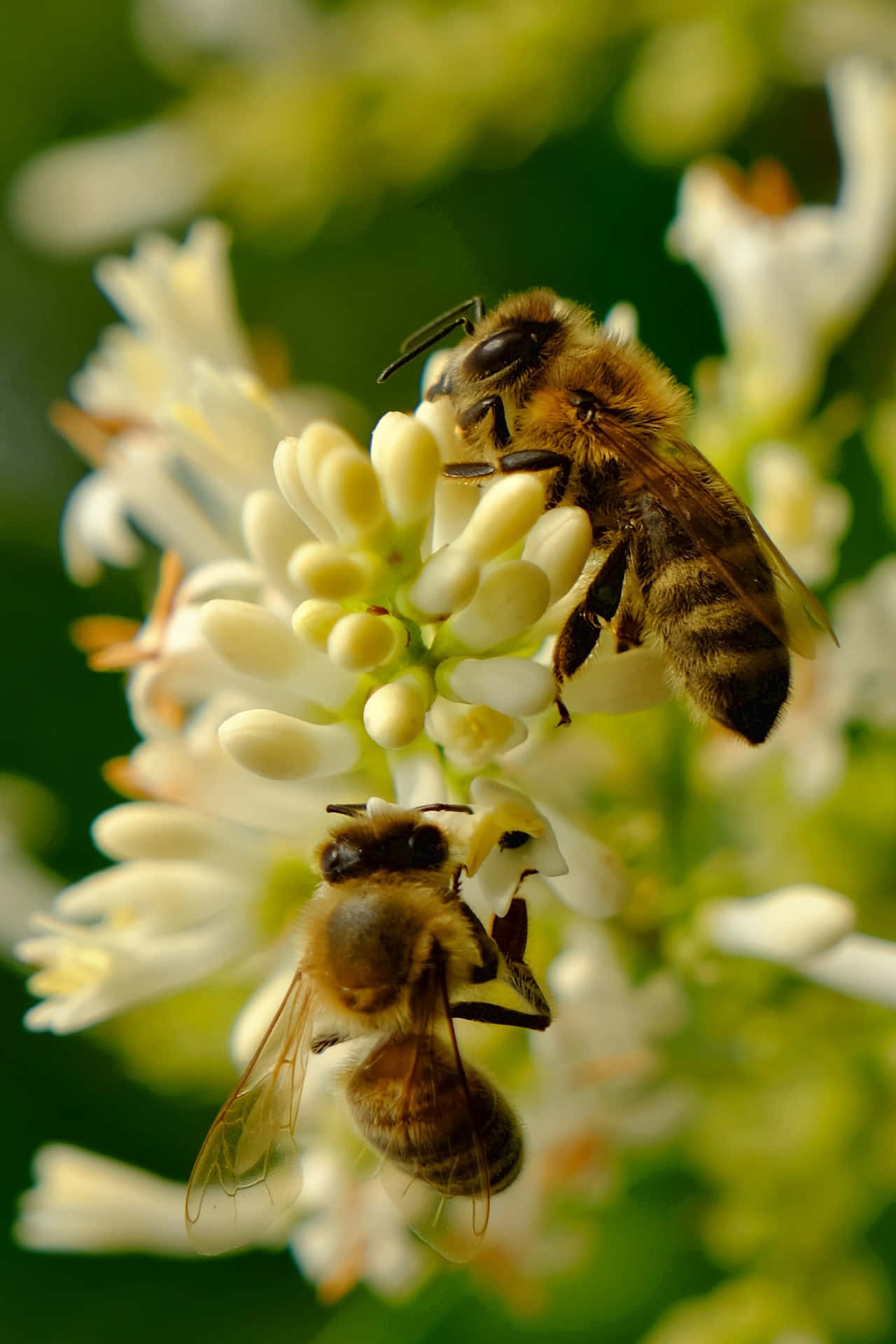 Spring Bees 桌布 壁紙 — 兩隻毛茸茸的蜜蜂在茂密的綠色背景下勤奮地為精緻的白色花朵授粉。